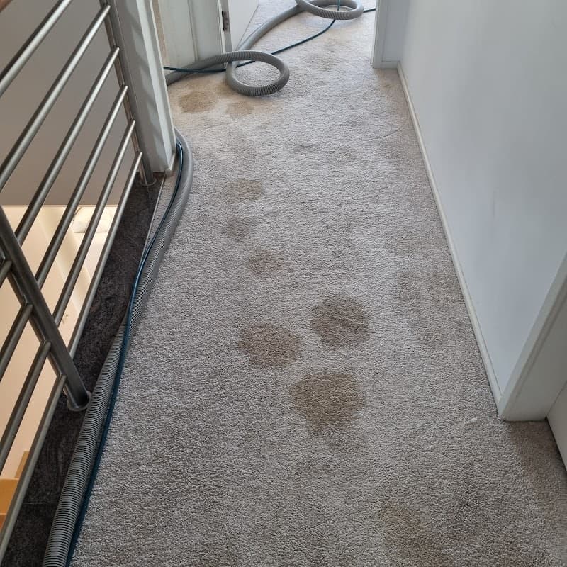 Shire Chem Dry carpet cleaning work in Woolooware