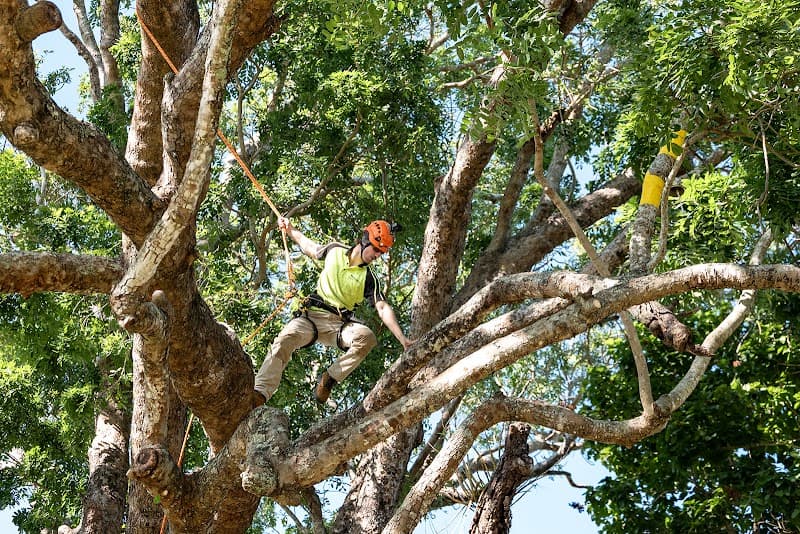 Skilled Trees Services tree services work in Stuart
