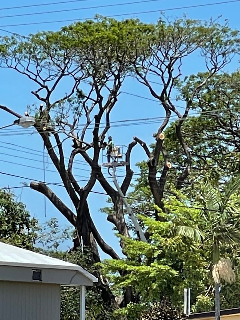 Skilled Trees Services tree services work in Stuart