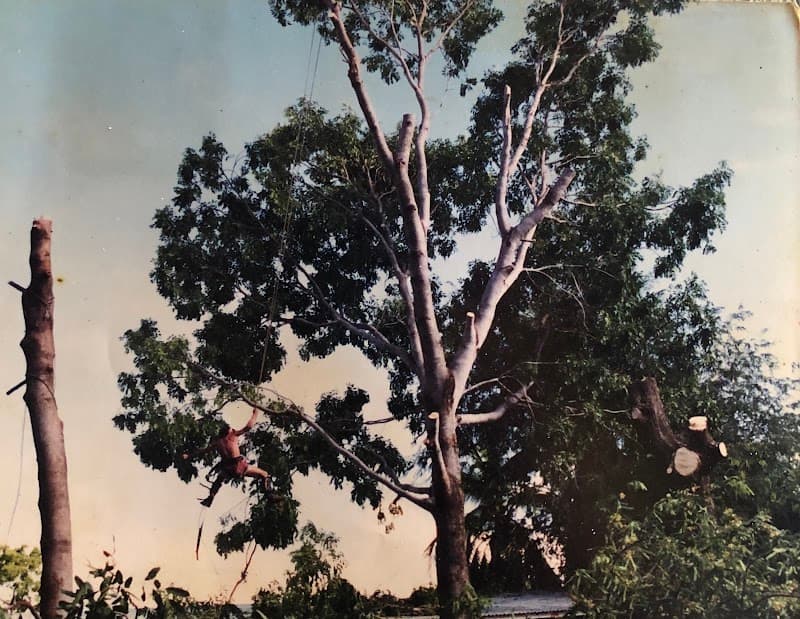 Skilled Trees Services tree services work in Stuart