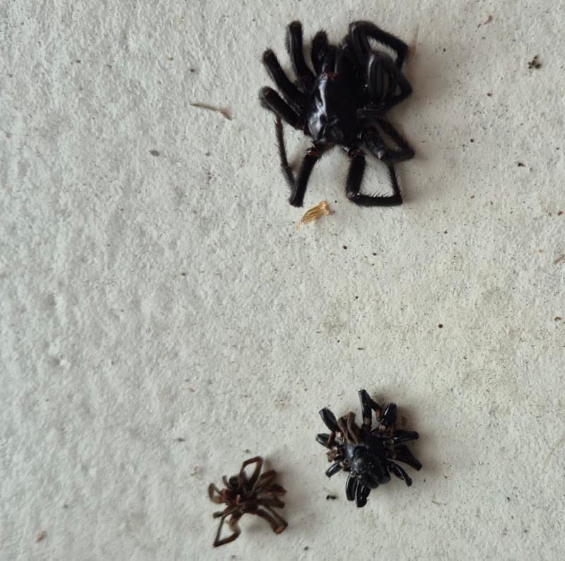 Smash Pest Control pest control work in Terrigal