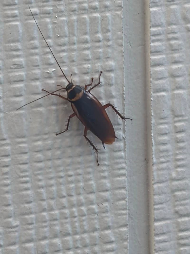 Smash Pest Control pest control work in Terrigal