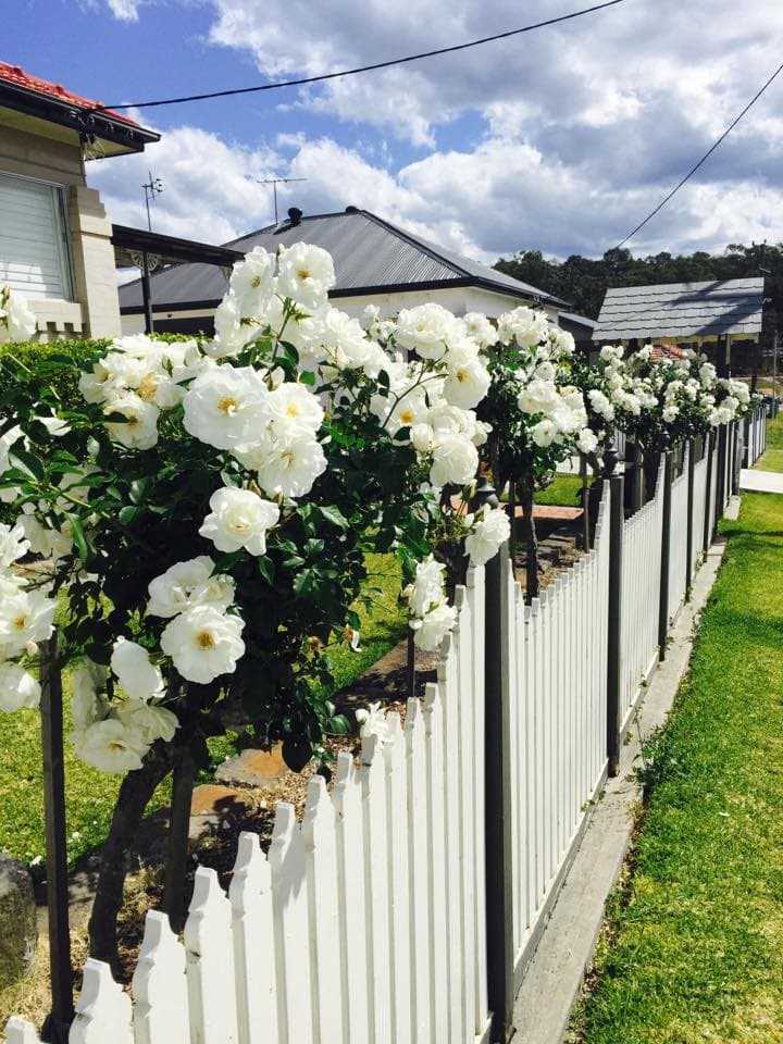 Snippits Lawn and Garden Care gardening work in Speers Point