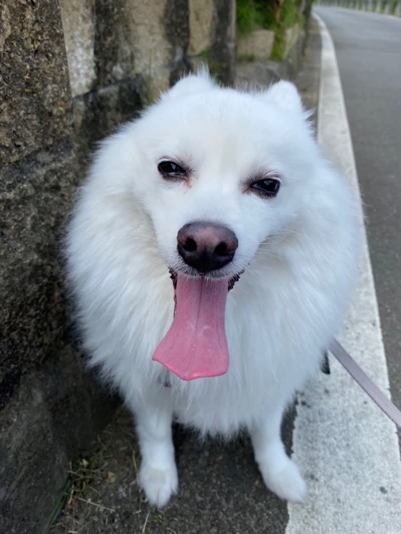 Sophia's Pet Sitting Brisbane pet sitting & house sitting work in West End