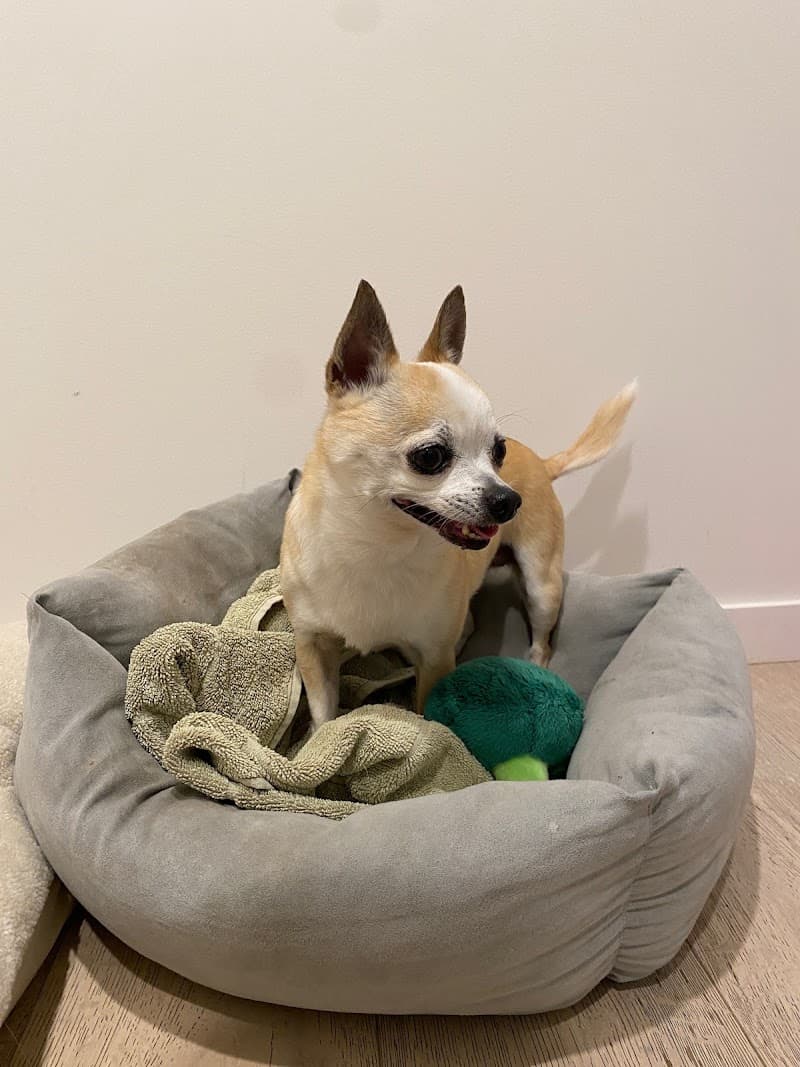 Sophia's Pet Sitting Brisbane pet sitting & house sitting work in West End