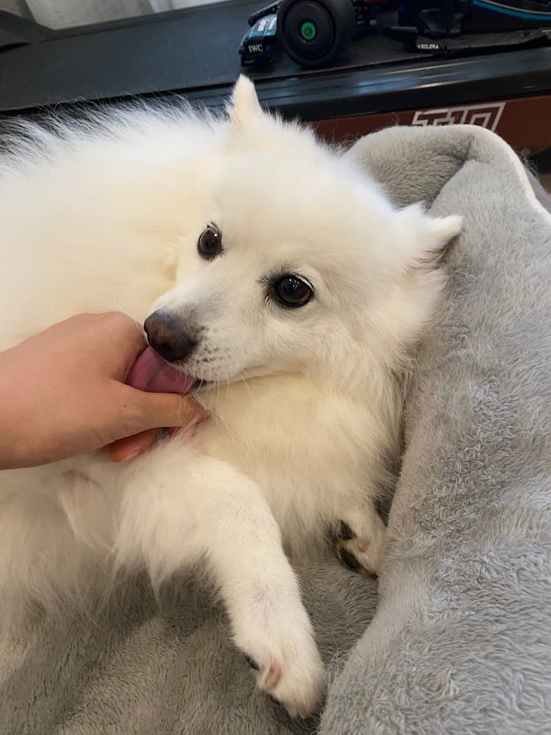 Sophia's Pet Sitting Brisbane pet sitting & house sitting work in West End