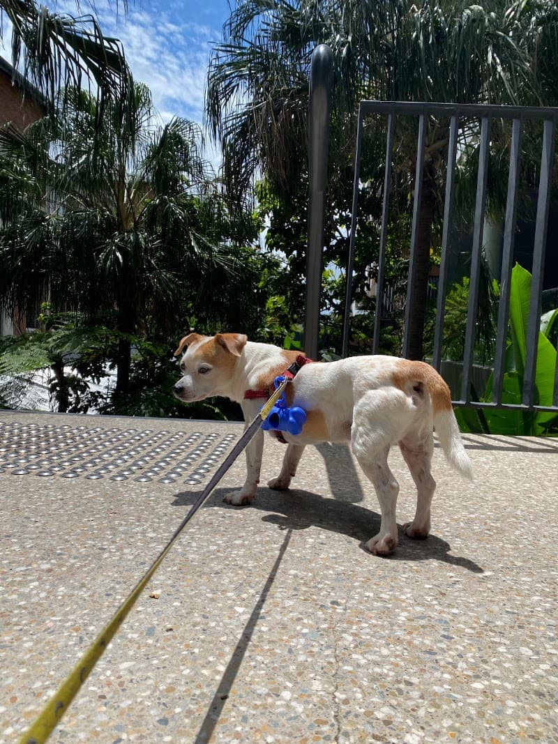Sophia's Pet Sitting Brisbane pet sitting & house sitting work in West End