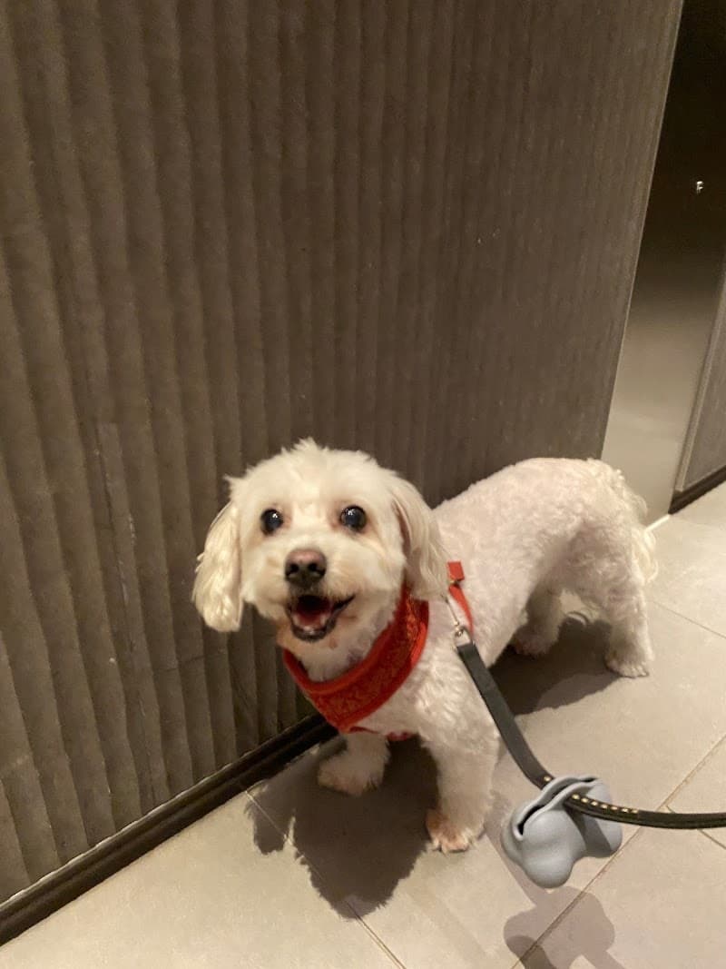 Sophia's Pet Sitting Brisbane pet sitting & house sitting work in West End