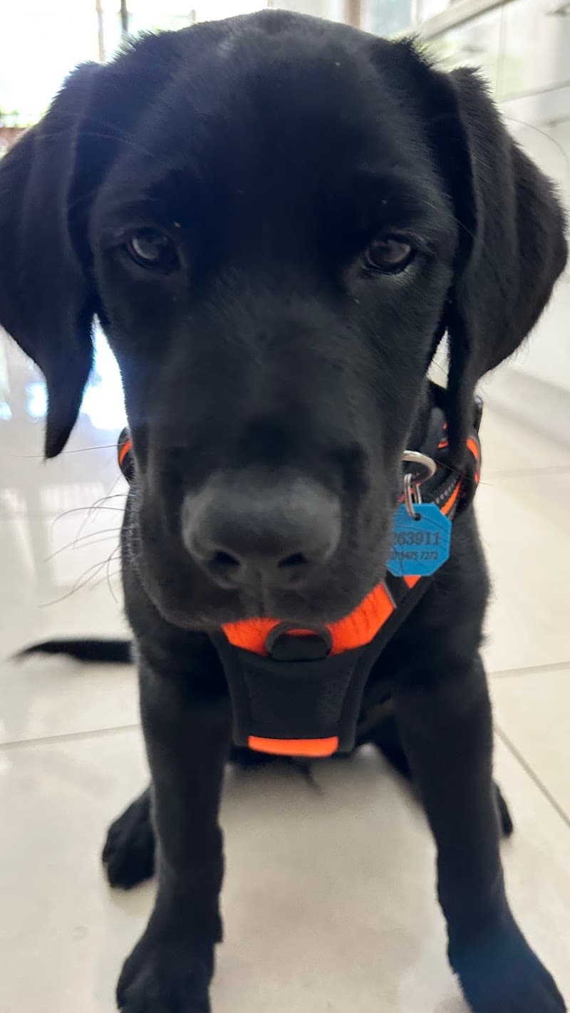 Sophia's Pet Sitting Brisbane pet sitting & house sitting work in West End