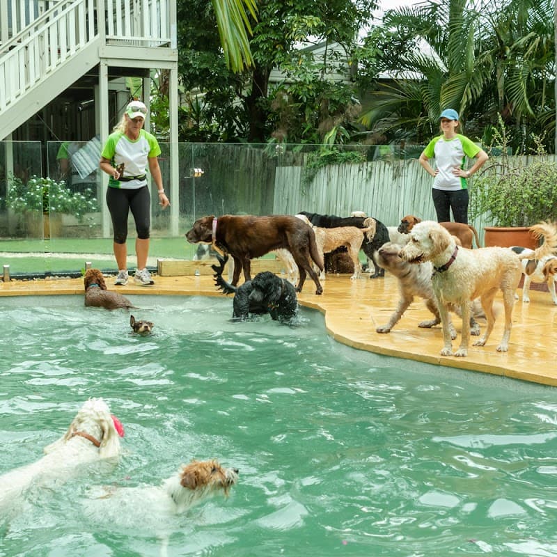 SOS Dogs dog training work in Paddington