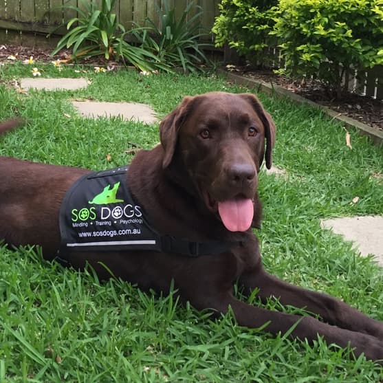 SOS Dogs dog training work in Paddington