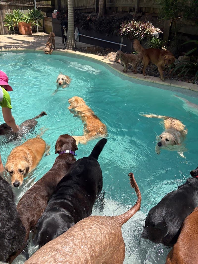 SOS Dogs dog training work in Paddington