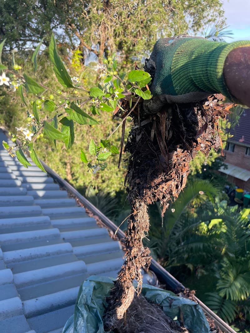 SOS Exterior Services & Gutter Cleaning gutter cleaning work in Kincumber