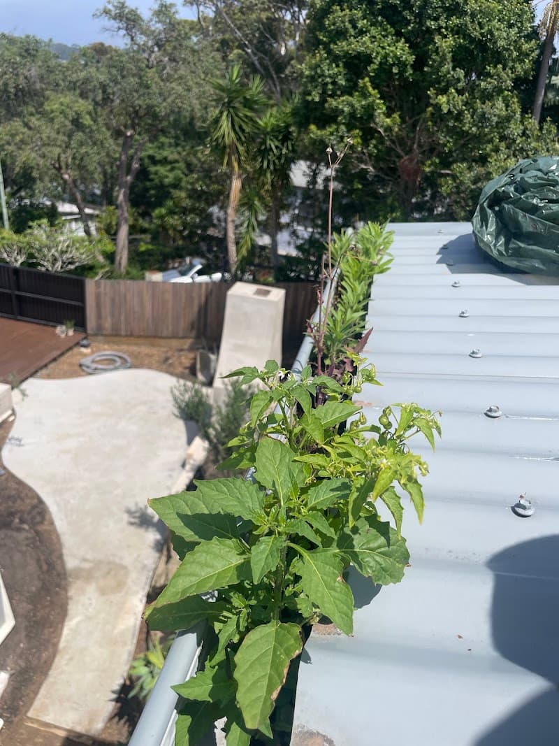 SOS Exterior Services & Gutter Cleaning gutter cleaning work in Kincumber