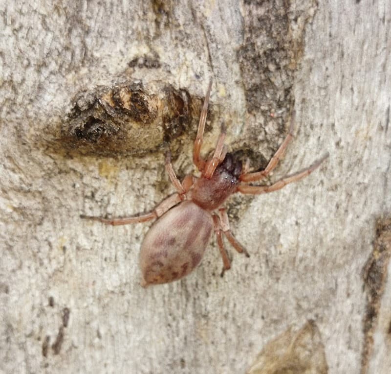 S.O.S Pest Control Australia pest control work in Braeside