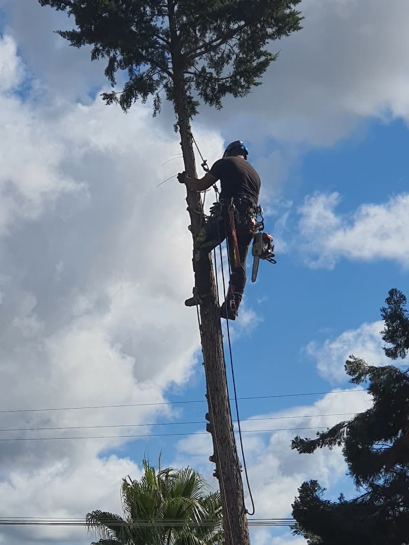 South East Trees tree services work in Noble Park