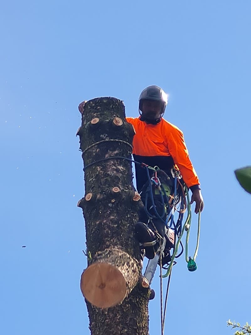 South East Trees tree services work in Noble Park