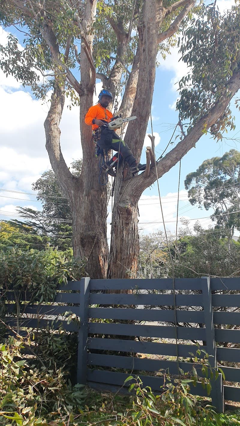 South East Trees tree services work in Noble Park