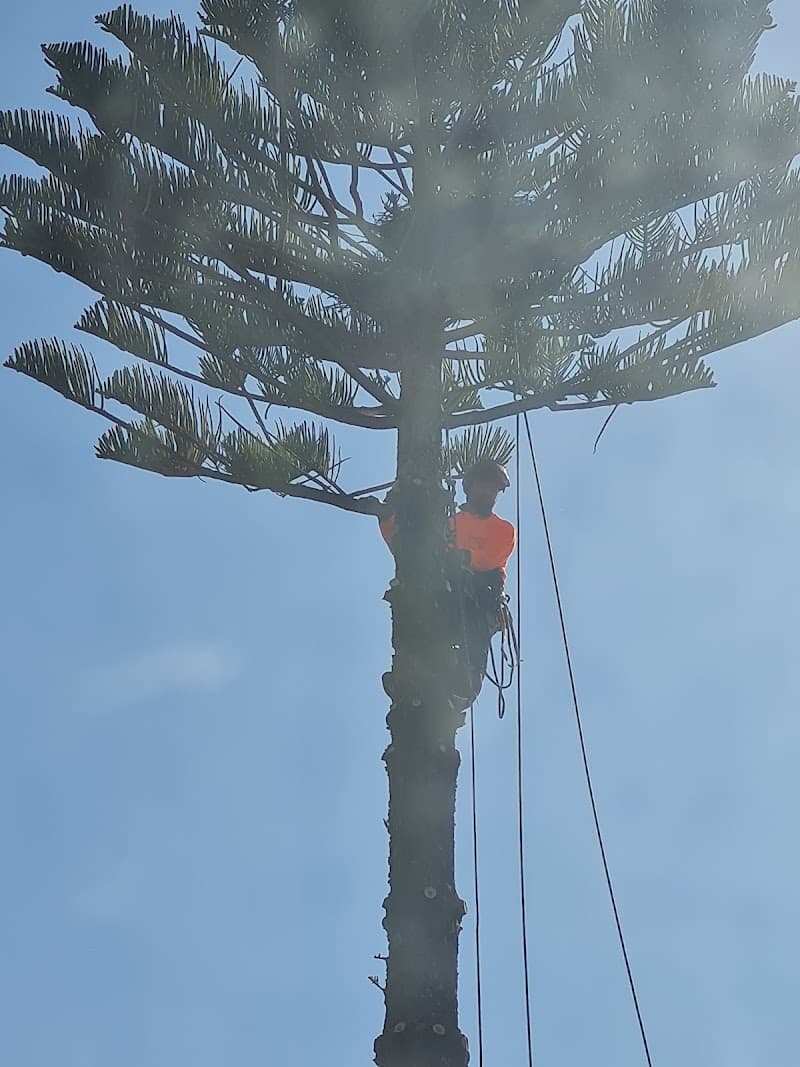 South East Trees tree services work in Noble Park