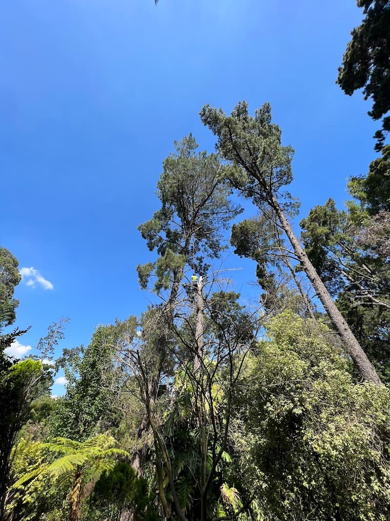 South East Trees tree services work in Noble Park