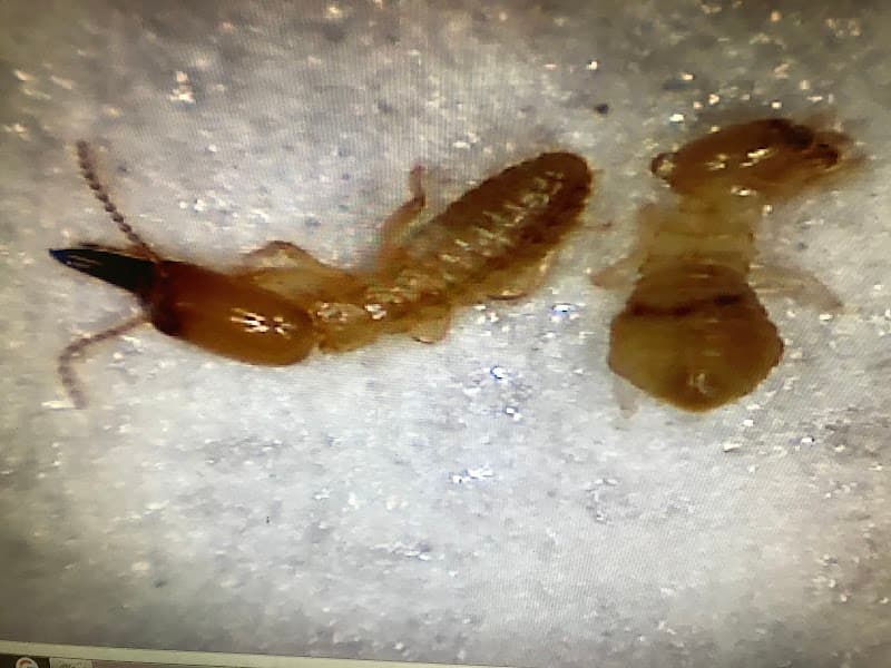 Southern Pest Management Services pest control work in Rye