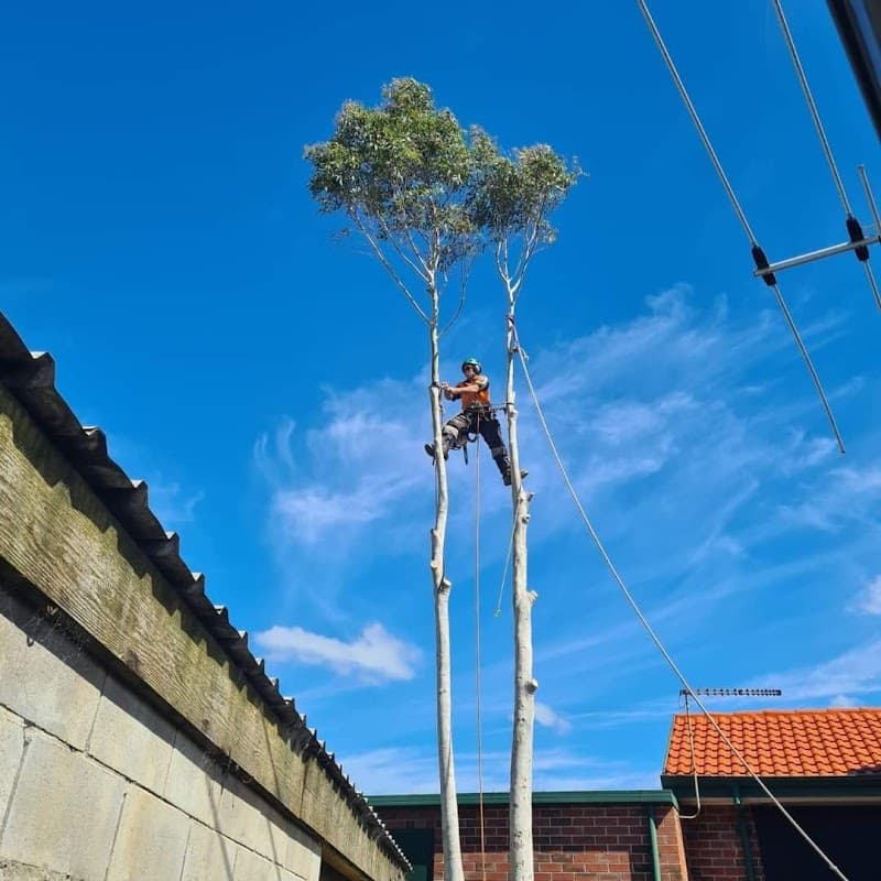 Spider Monkey Tree Worx tree services work in Dromana