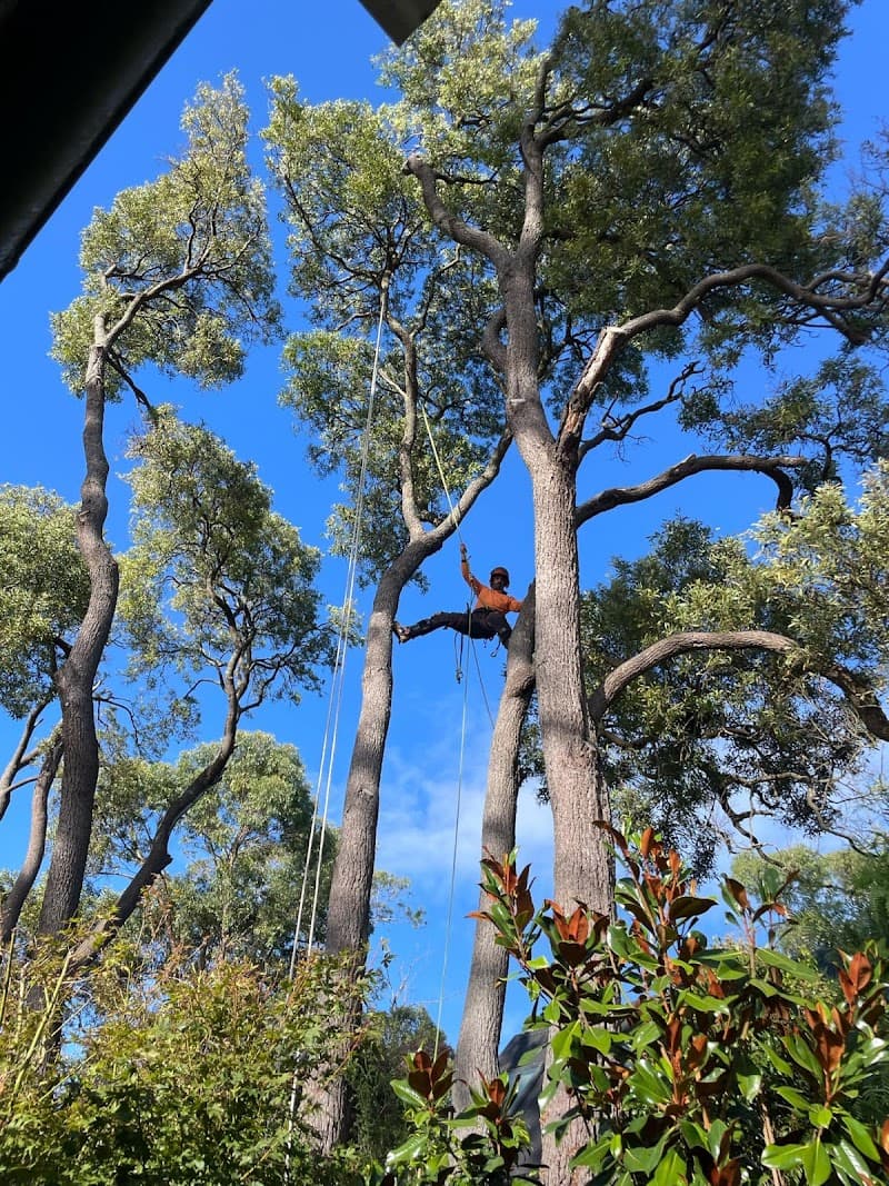 Spider Monkey Tree Worx tree services work in Dromana