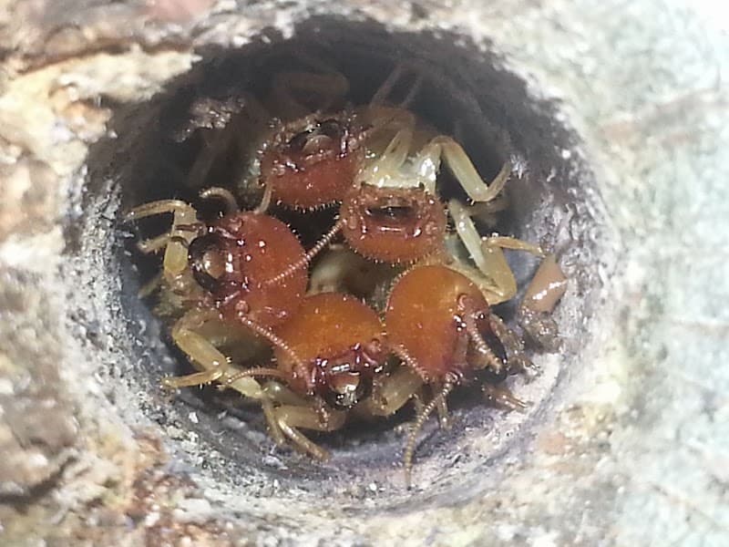 Spinifex Pest Control pest control work in Aitkenvale