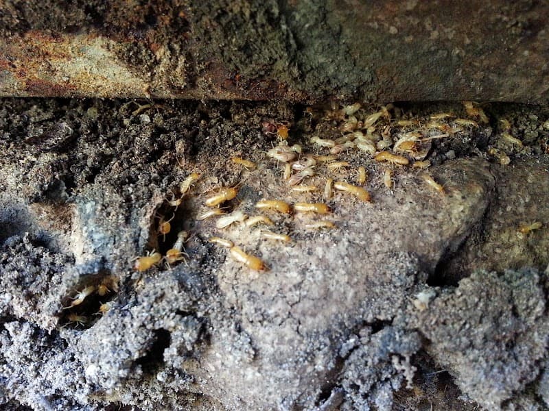 Spinifex Pest Control pest control work in Aitkenvale