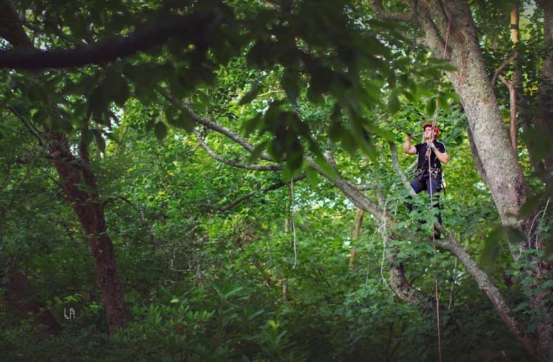 Stamper Tree Services tree services work in Leura