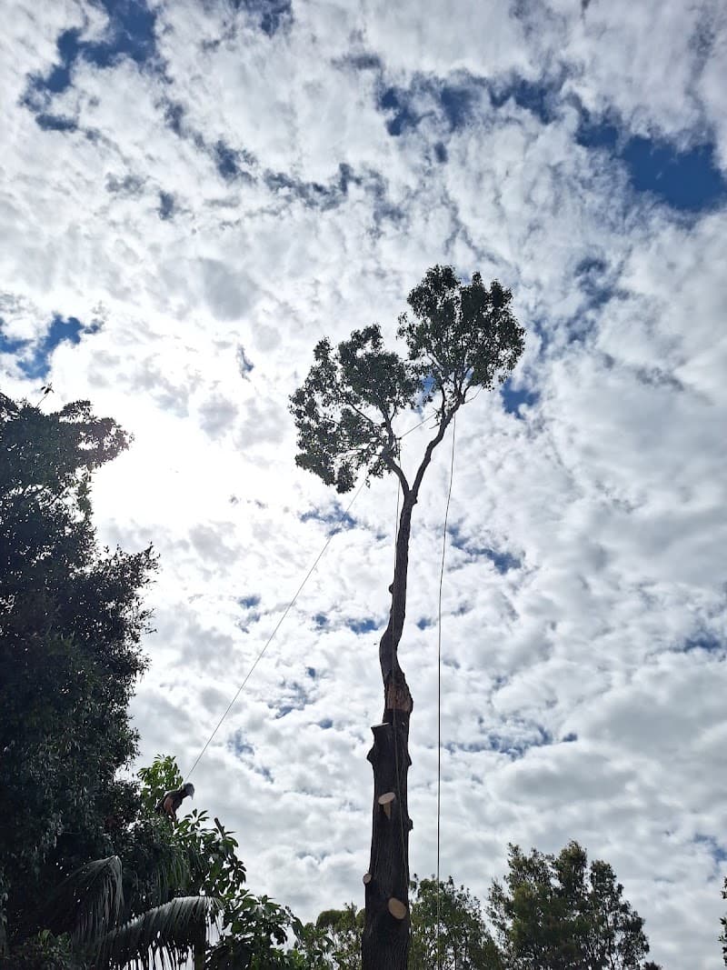 Stamper Tree Services tree services work in Leura