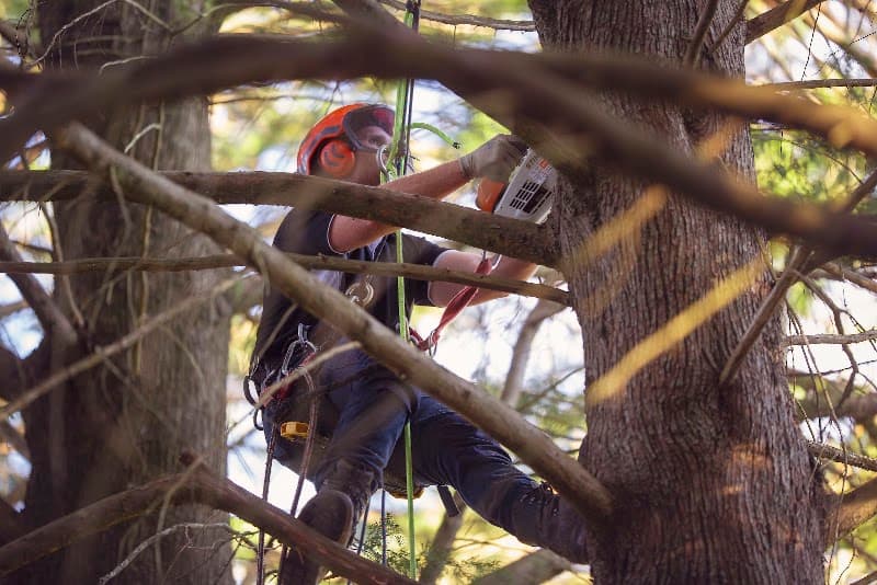 Stamper Tree Services tree services work in Leura