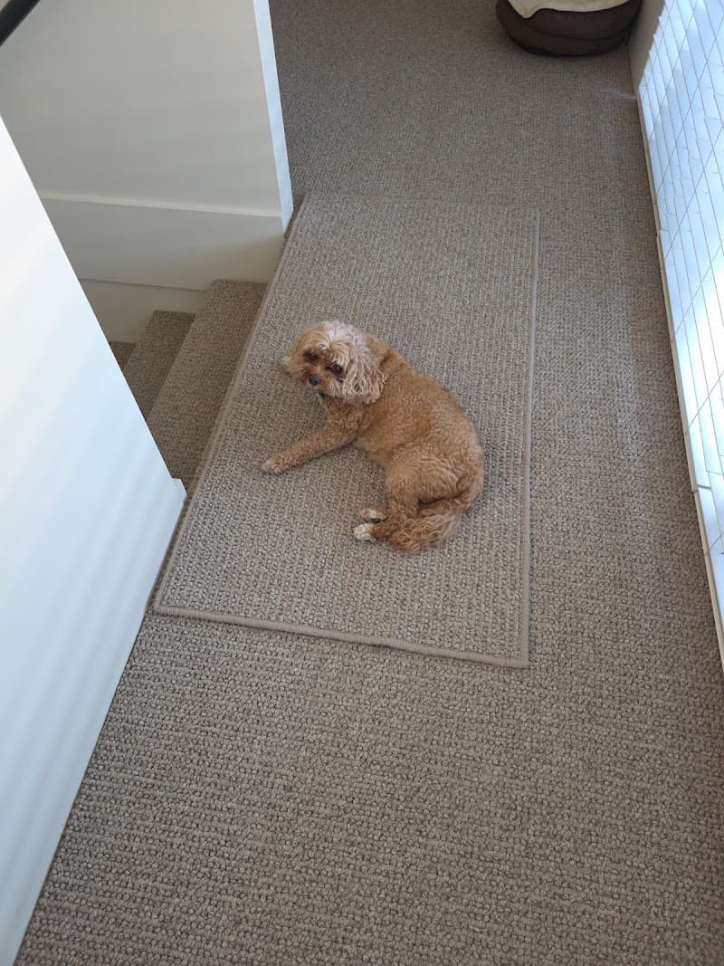 Stan's Carpet Binding Service carpet cleaning work in Joondalup