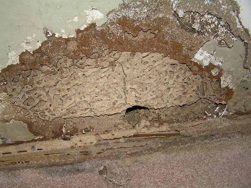 Statewide Pest Control - Shepparton pest control work in Shepparton