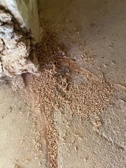Stellar Pest Management