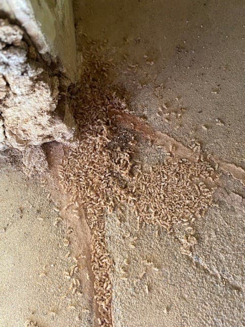 Stellar Pest Management pest control work in Ripley