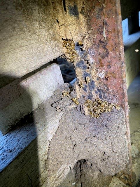 Stellar Pest Management pest control work in Ripley