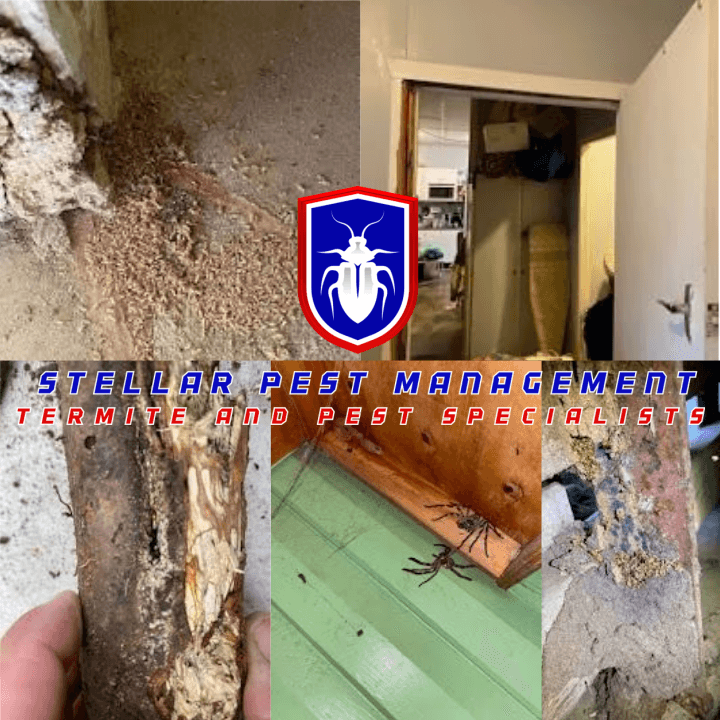 Stellar Pest Management pest control work in Ripley