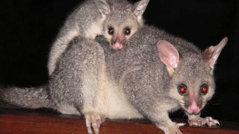 Steves termite & pest control Penrith pest control work in Werrington County