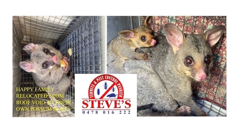 Steves termite & pest control Penrith pest control work in Werrington County