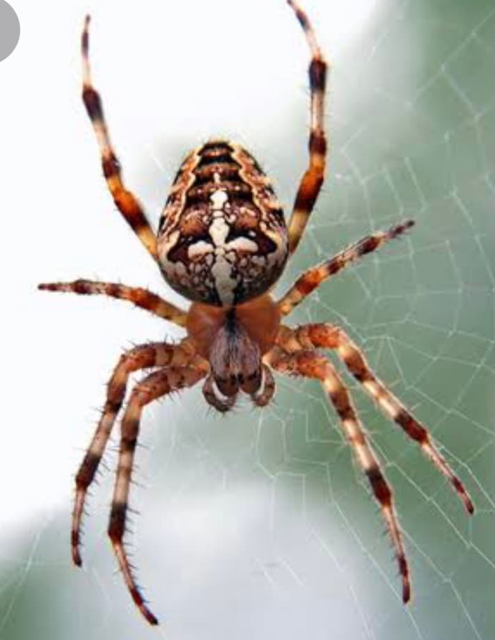 Steves termite & pest control Penrith pest control work in Werrington County