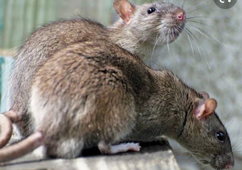 Steves termite & pest control Penrith pest control work in Werrington County