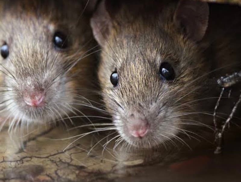 Steves termite & pest control Penrith pest control work in Werrington County
