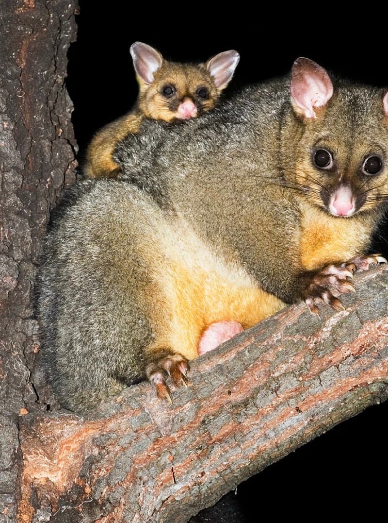 Steves termite & pest control Penrith pest control work in Werrington County