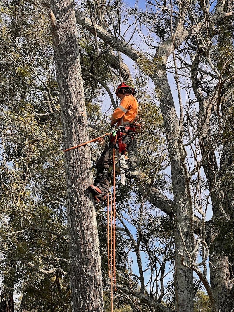 Streemline Sydneys Tree Specialist tree services work in Castlereagh