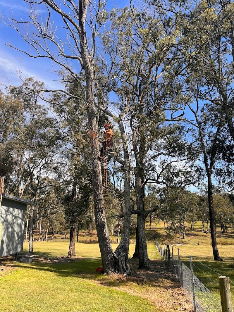 Streemline Sydneys Tree Specialist tree services work in Castlereagh