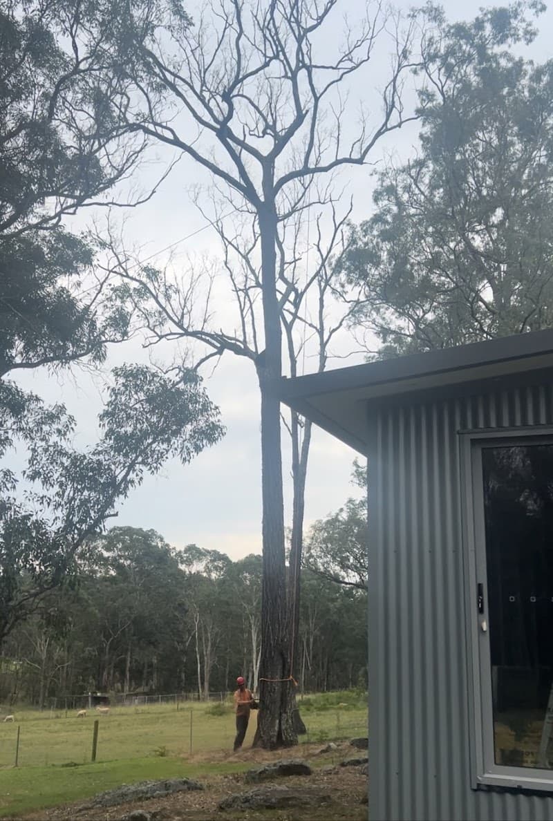 Streemline Sydneys Tree Specialist tree services work in Castlereagh