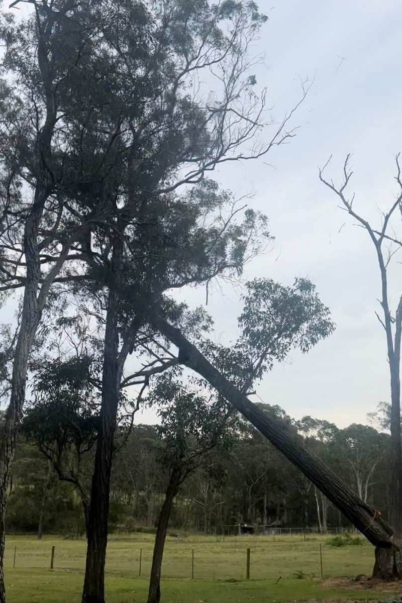 Streemline Sydneys Tree Specialist tree services work in Castlereagh