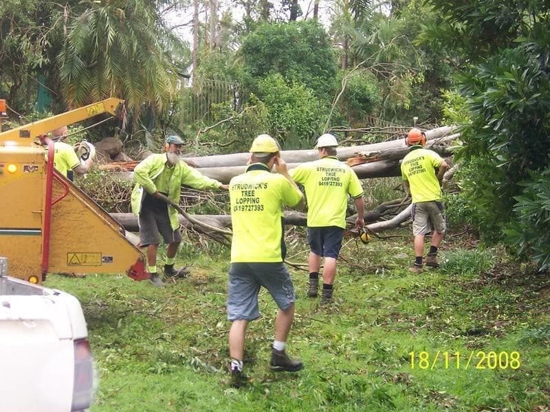 Strudwick's Tree Lopping tree services work in Tanah Merah