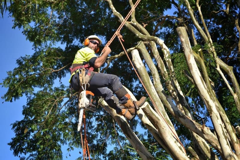 Strudwick's Tree Lopping tree services work in Tanah Merah
